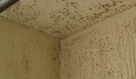 mould in bathroom 1